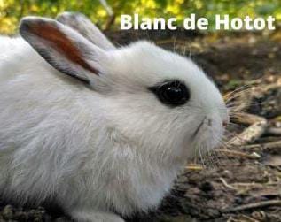 Blanc De Hotot